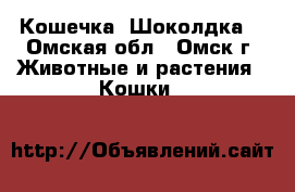 Кошечка  Шоколдка  - Омская обл., Омск г. Животные и растения » Кошки   